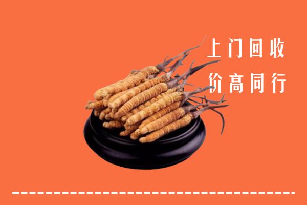 附近收购：市北区冬虫夏草回收多少钱每克